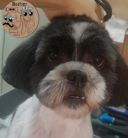 Mais de 10 anos de experiência como tosquiadora Mais de 10 anos de experiência como tosquiadora